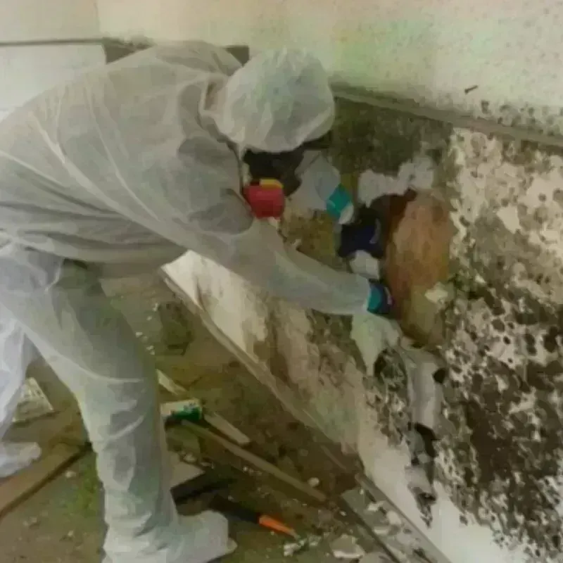 Mold Remediation and Removal in Quebradillas Municipio, PR